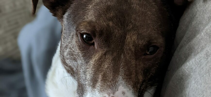 Sweet, Loving Dog Needs a New Home