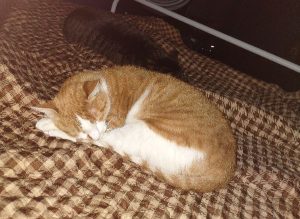 Cheddar the Amazing Cat