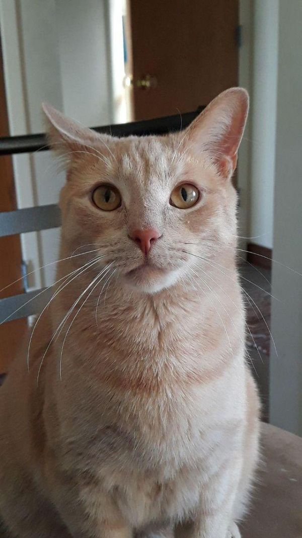 Fransisco James Franco, the orange tabby, is looking for his next adventure!