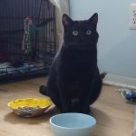 Panther boy looking for love and patience