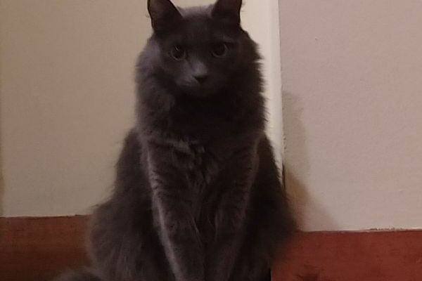 Adorable Grey Cat – Luna