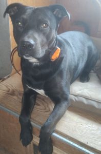 Sweet cuddler can't move with me, needs a good family home.