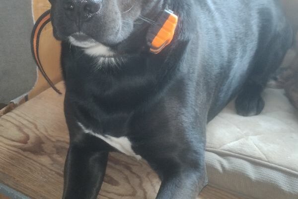 Sweet cuddler can’t move with me, needs a good family home.