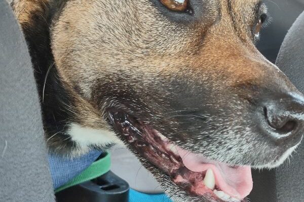 Sweet Dog in Need of New Home