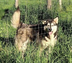 2-Yr-Old Fixed Malamute Girl - Medium Energy, No Cats or Female Dogs