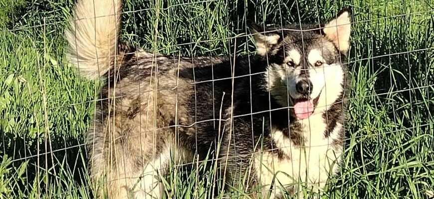 2-Yr-Old Fixed Malamute Girl – Medium Energy, No Cats or Female Dogs
