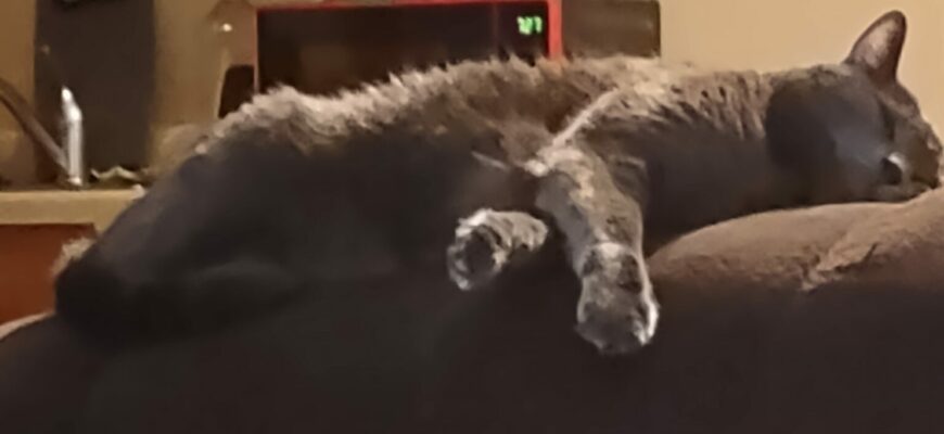 Fred *Temporary Rehoming*