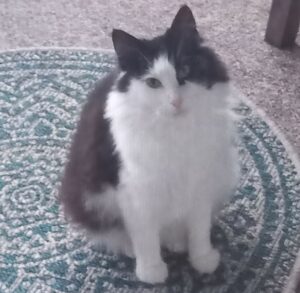 Loving, playful kitty seeks indoor/outdoor home!