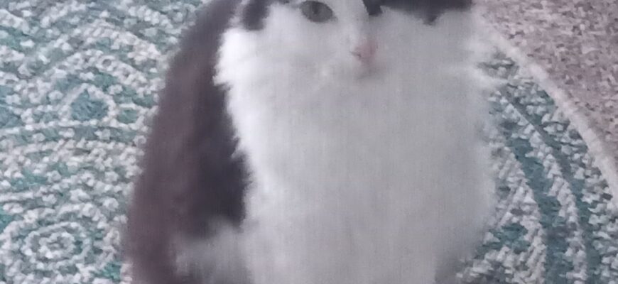 Loving, playful kitty seeks indoor/outdoor home!