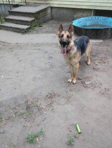 Young German Shepherd female in need of forever home.