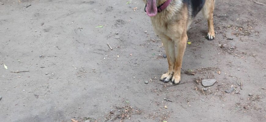 Young German Shepherd female in need of forever home.