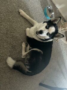 Loving Dog in need of Family