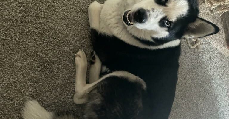 Loving Dog in need of Family