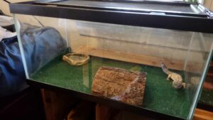 Leopard Gecko