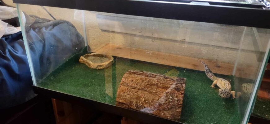 Leopard Gecko
