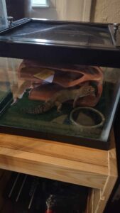 Leopard Gecko Looking for a Home