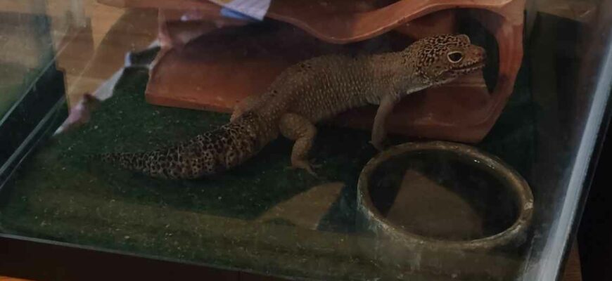 Leopard Gecko Looking for a Home