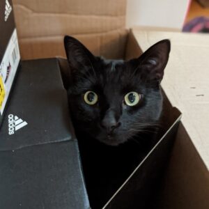 Lawrence, 7 y/o, Neutered, All Black Cat Looking For a New Home