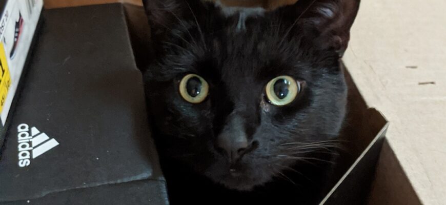 Lawrence, 7 y/o, Neutered, All Black Cat Looking For a New Home