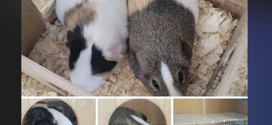 MELLOW AND GRAHAM NEED A LOVING HOME