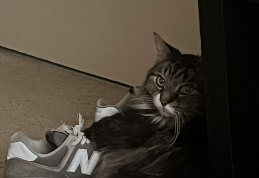 Chill and sweet cat looking for a new home