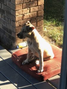 Loveable Cuddle Buddy Needs A New Home