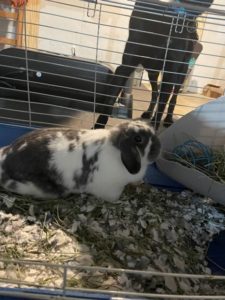 Beautiful Holland Lop Looking for a Home