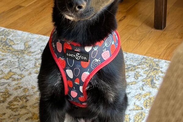 German Shepherd/Husky Puppy