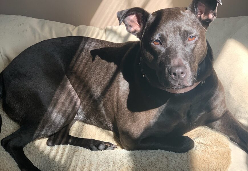 Karen Needs a New Home