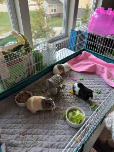 Three Young, Female Guinea Pigs