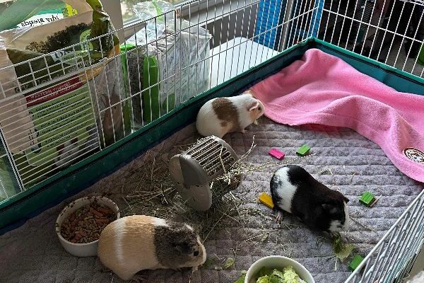 Three Young, Female Guinea Pigs