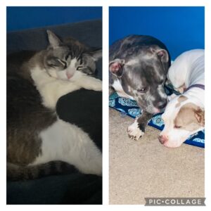 Looking for a New Home