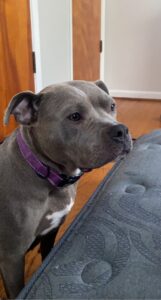 3yr old Blue Nose Female- Sky