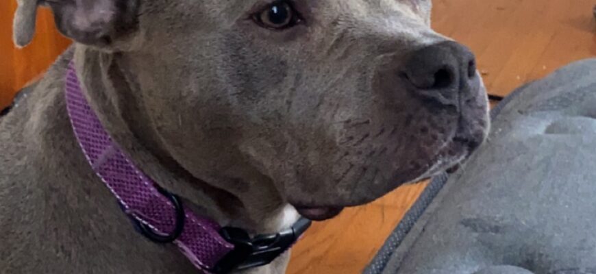 3yr old Blue Nose Female- Sky