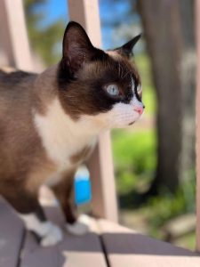 Beautiful, Patient, and Loving Cat