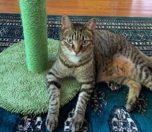 Sweet, older Tabby boy MARS wants the right home!