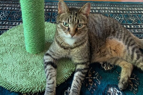Sweet, older Tabby boy MARS wants the right home!