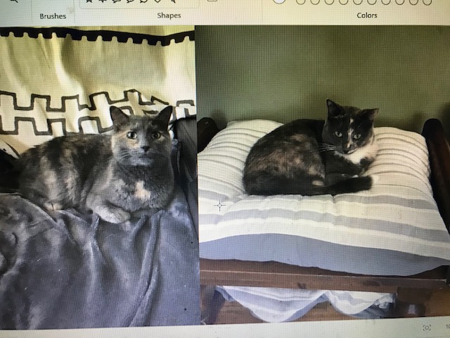 Purr-fect Pair Seeking Fur-ever Home