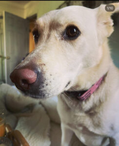 Golden Girl