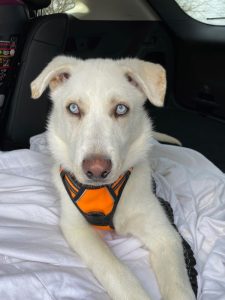 Finn - a dog meant to be human's best friend