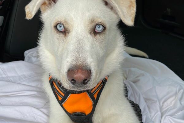 Finn – a dog meant to be human’s best friend