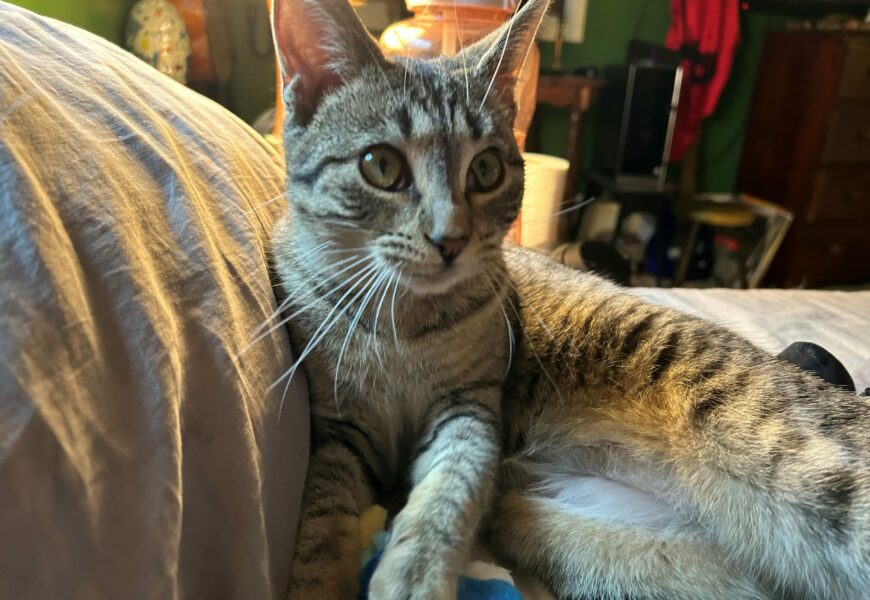 Playful, indoor kitty