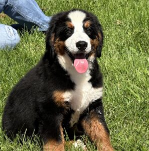 Female Bernese Mountain Dog