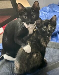Sweet sisters need a good home!