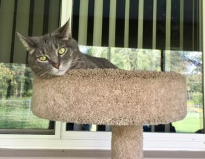 Senior Cat Looking for a Caring Home