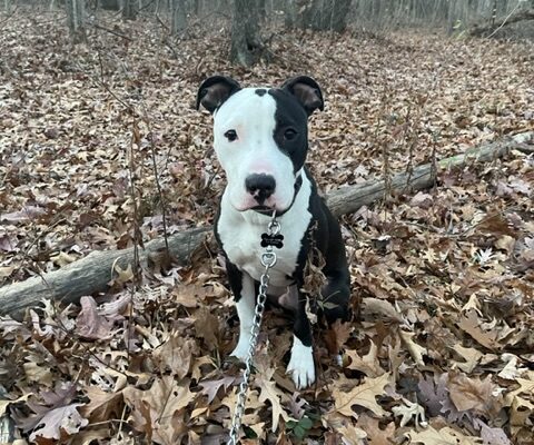 Walter: I’m a pit terrier who is about 2 years old.