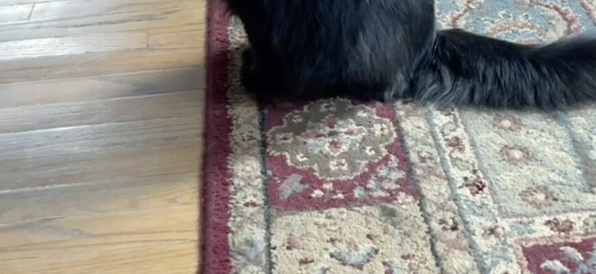 1yr old, female cat looking for home to be loved!