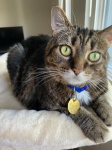 Beautiful and Sweet Cat Looking for a New Home
