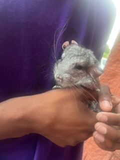 Chinchilla rehoming sales