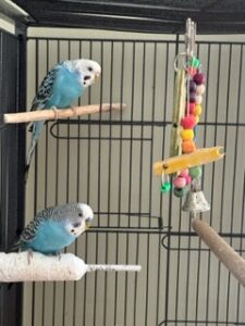 Parakeet Pals